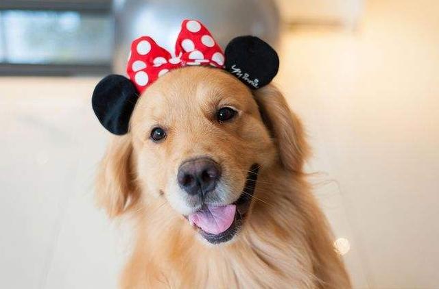 金毛犬, 劝你不要这样养, 不然会减短它的寿命!