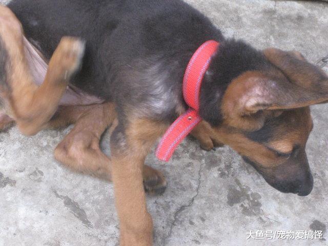 朋友花一百五帮我买了条德国牧羊犬, 可是越看越不对……