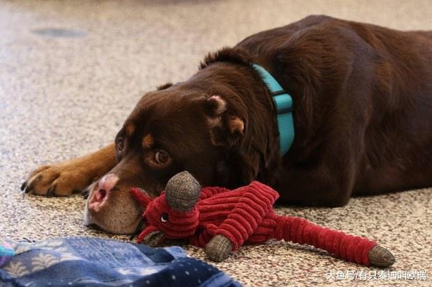 流浪狗狗鼻子和双耳被人残忍割掉, 经历地狱生活却愿意相信人类!