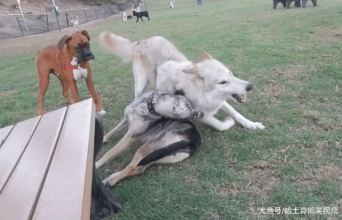 网友带“狼”去公园玩, 狗狗见面就怼: 不就是二哈吗?