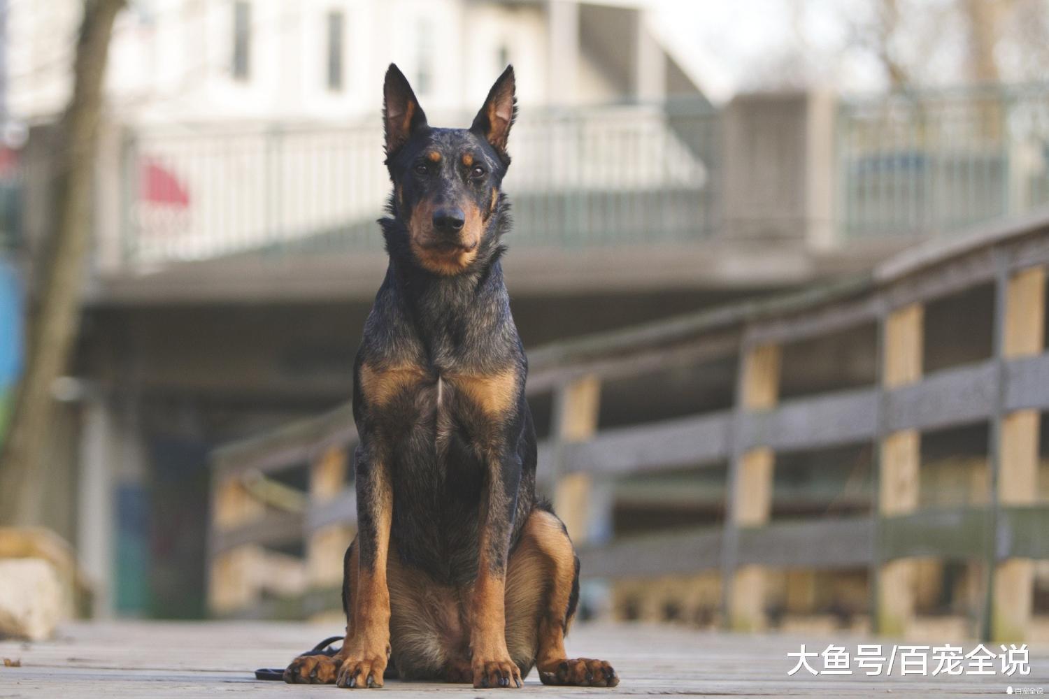 吉娃娃和泰迪都能当警犬? 盘点10种最常见的警犬, 你家狗上榜没