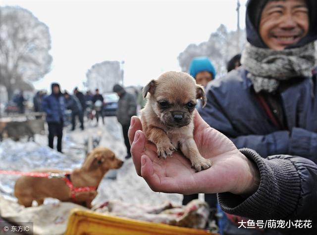 这6种狗狗不值得买, 想养狗的一定要睁大眼睛看清楚!