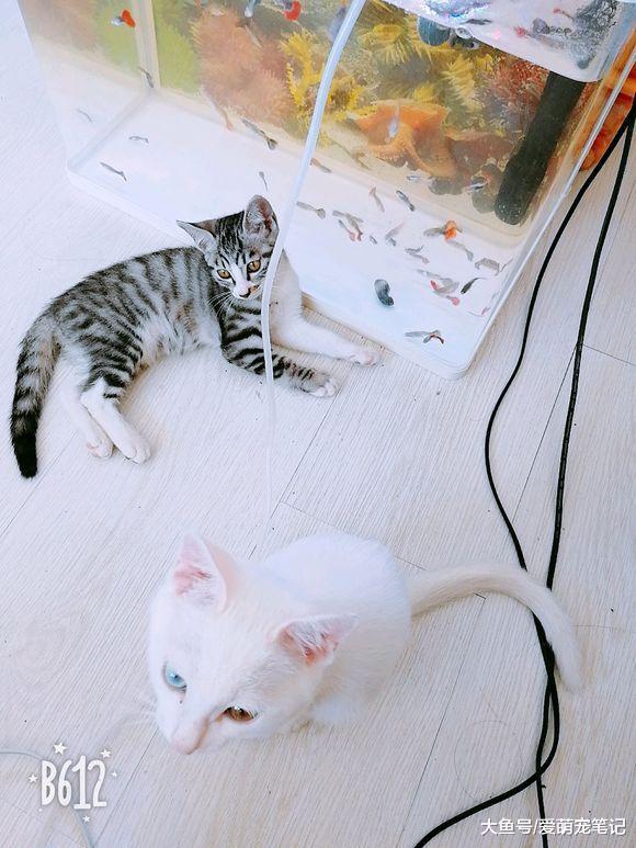 网友买完车后, 开车途中发现一只流浪猫在机箱盖里, 索性带回家了