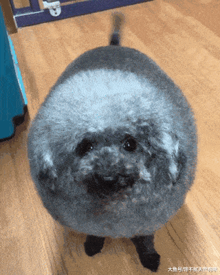 狗狗这5个“捣蛋”行为, 其实在告诉你: 它想你了!