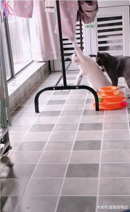 布偶猫被钩住了爪子, 蓝猫上来就是一顿乱亲, 网友: 趁猫之危啊!