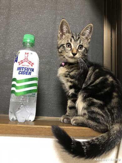 猫咪成长记录图, 才两周的时间, 猫咪就长大了, 真可爱!