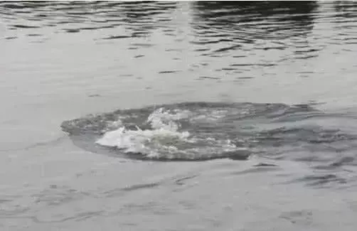 狮子下水游泳, 鳄鱼偷偷跟了上去, 猛地一扑结果让人傻眼了!