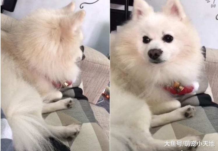 妈妈狂叫名字不回, 狐狸犬听到里长秒转头让家人无奈又好笑