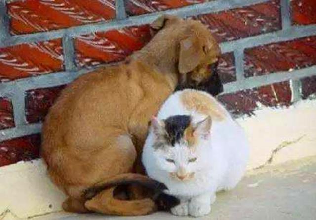 狗狗被滞留在寒冬室外, 冷到浑身发抖, 路过流浪汉拥抱为它保暖!