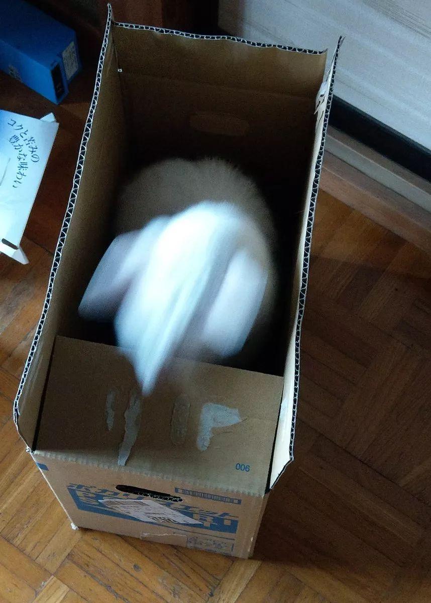 在这个卖萌为王的时代, 这些猫咪的丑照却独领风骚