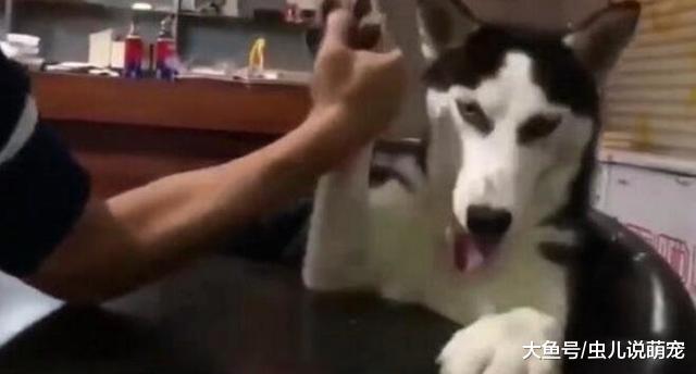 比一比谁的力气大吗? 二哈: 赢你, 毫不吃力, 跟你玩一下!