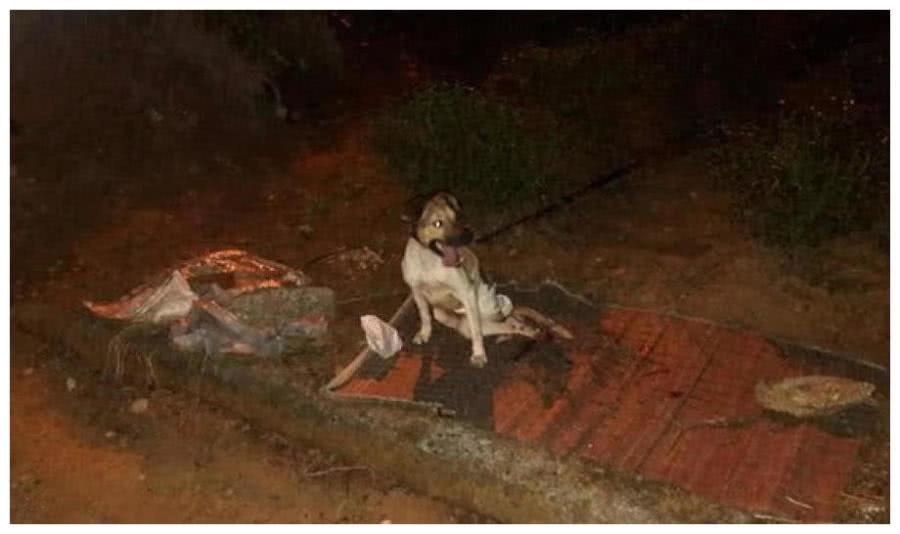 流浪狗总瘫倒在垃圾堆边, 医生给它检查后落泪感叹: 得亏它坚强