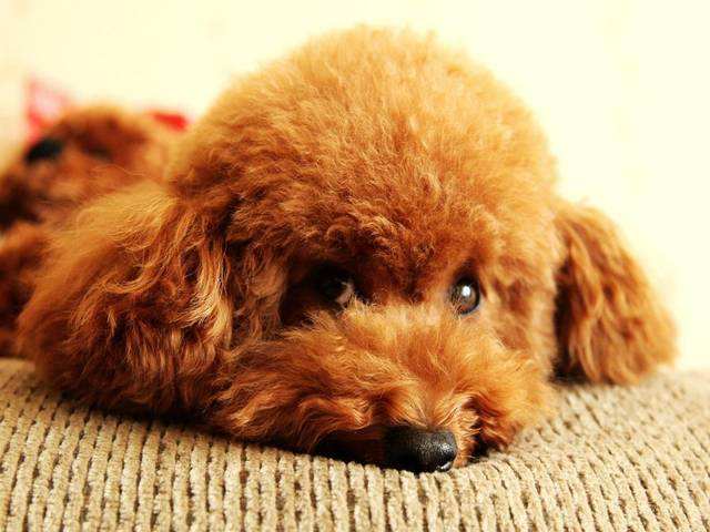 4种睡姿看出泰迪犬的性格, 第四种说明把你当成它父母了!