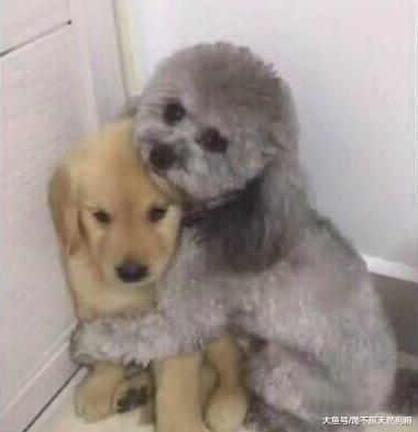 不可对狗狗做的6件事, 你做过几件?