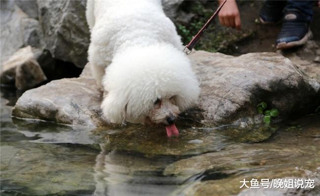 给狗狗喂水要注意, 不管多缺水, 这五种水千万不要给它喝