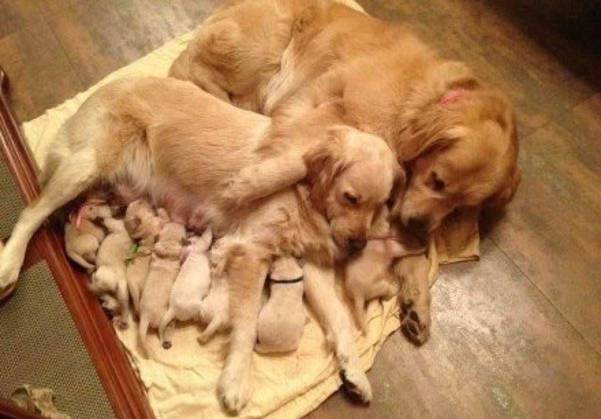 一窝8只狗宝送走7只, 狗妈目睹别离最后一只后, 那表情不忍直视