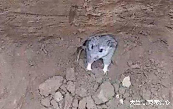 男子发现墙角有一只老鼠, 用棍子赶它, 老鼠的行为颠覆了他的认知