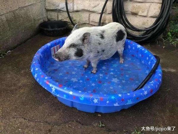 奇葩主人听信谣言, 竟用浴缸养迷你猪, 营养不良瘦到只剩4公斤