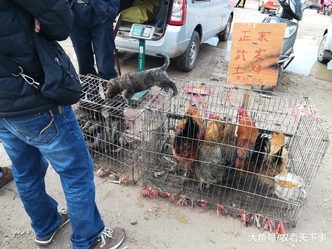 狗市: 商贩卖狗的同时还卖土鸡, 称: 光卖狗的话, 早就饿死了!