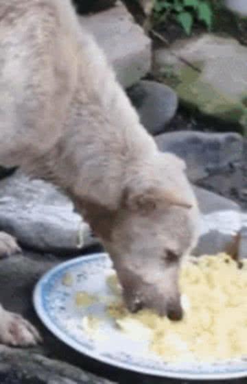 网友碰到只流浪狗, 见它可怜便买了碗面, 食物却从喉咙底下流出