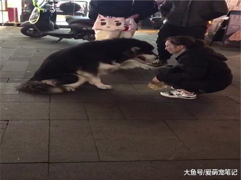 阿拉斯加把主人惹怒后, 不停地道歉认错, 网友: 男友犯错的既视感