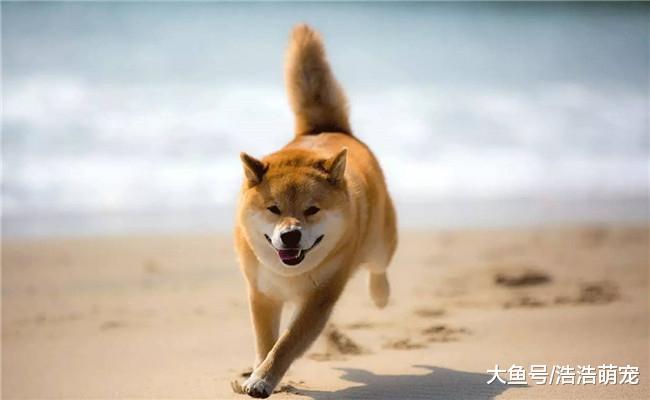 朋友出去买菜没关空调, 回家后看到柴犬, 顿时哭笑不得