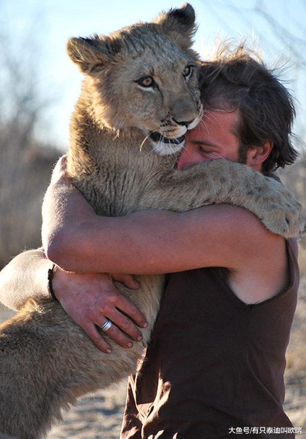 两人把「一手养大的小狮子」放回野外, 结果狮子从未忘记「一见面马上扑倒」钻进怀里撒娇: 是爸爸耶~
