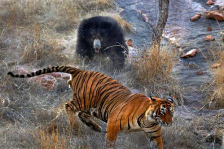 老虎战斗力有多强? 东北虎大战1200KG棕熊, 谁更强? 看完就知道了