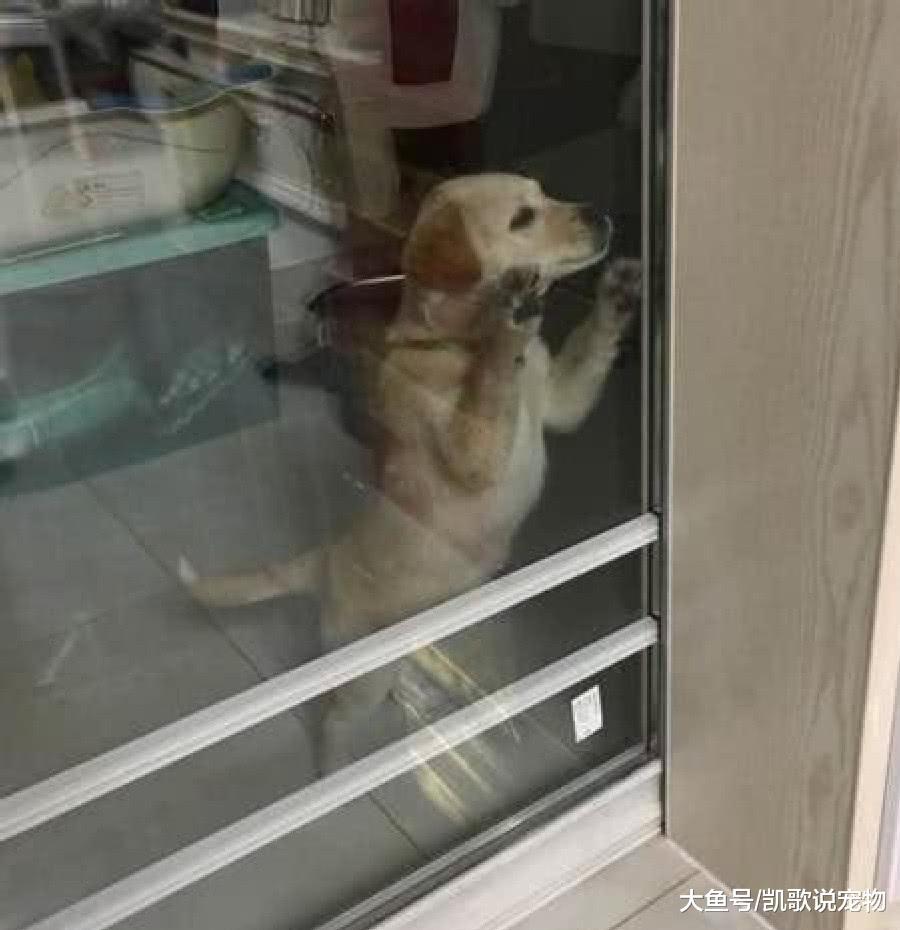 女子过年偶遇流浪狗, 父母却嫌这只狗狗品种差, 让她带去丢了