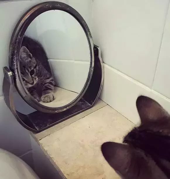 喵星人照镜子的反应, 好可爱