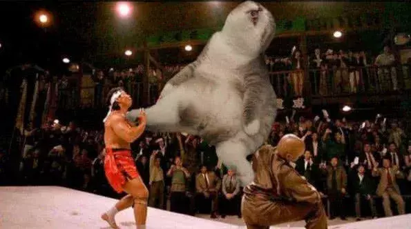 一只猫咪只是睡着了, 想不到各路大神, 竟然如此对待猫咪