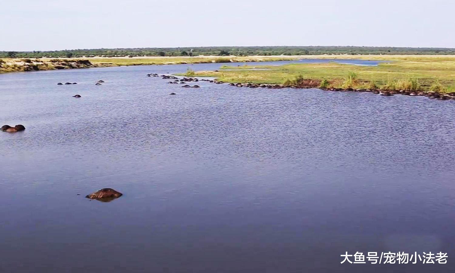 一夜之间, 水里浮出400头水牛尸体, 场面非常惨烈, 原因让人惋惜