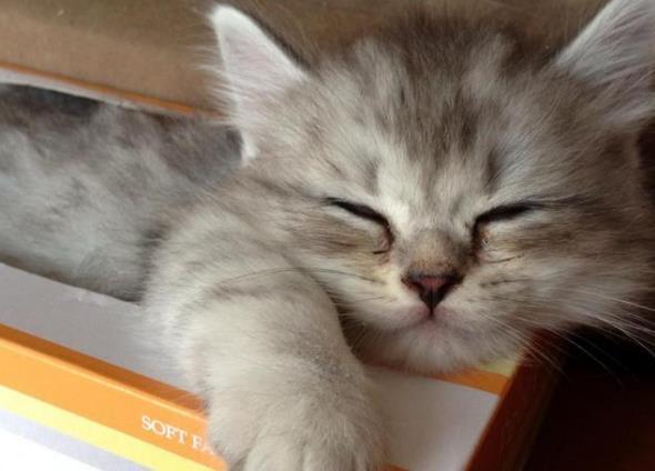 主人一觉醒来发现枕头上多了4只奶猫, 猫妈的表情亮了, 笑哭主人