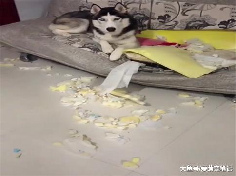 哈士奇在自己生日当天, 把家里的沙发拆了, 主人: 咱们秋后算账!