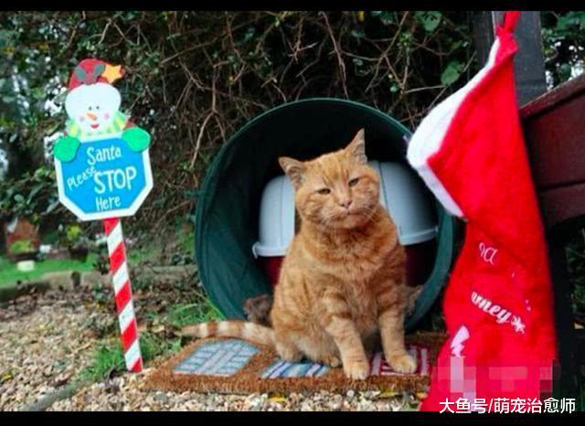 忠心猫咪为主人守墓几年, 还会安慰前来悼念的人们, 好暖心!
