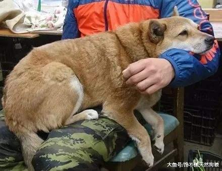 狗狗发抖只是觉得冷? 你却不知道背后的5个原因!