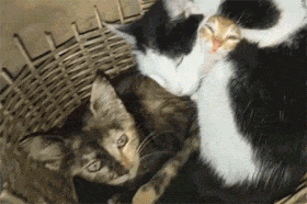 这只猫妈妈睡觉时刚好把小猫裹在了中间, 而小猫的表情...