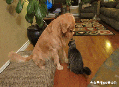 柴犬被猫咪摁在角落, 委屈兮兮太可怜, 猫: 以后这个家谁是老大?