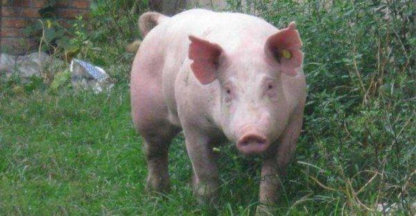 地球上10大最贵的猪, 第九来自中国, 第一价值6500万元