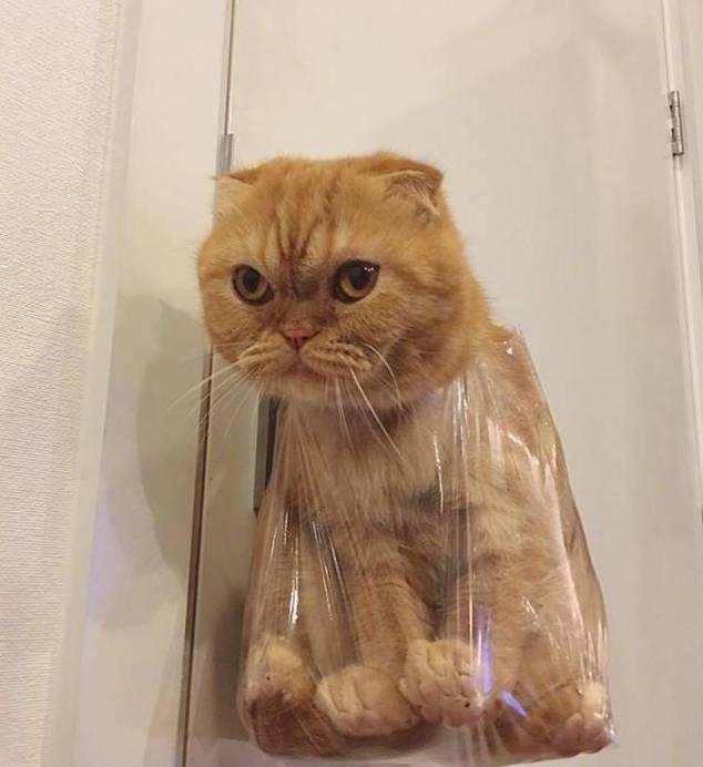 因为偷吃小鱼干, 喵星人被铲屎官挂门示众!