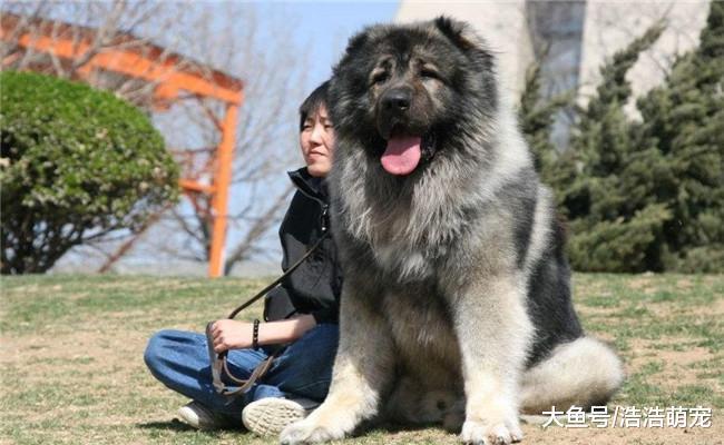 打得过比特犬的五种狗狗, 藏獒上榜, 第五种打败藏獒只要五分钟