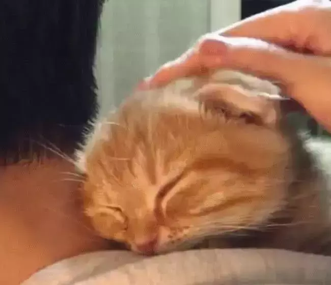 男主打游戏入迷, 猫咪眼看半天不理它, 直接钻进帽子里睡大觉