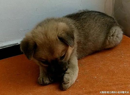 新来的小狗把老狗的窝占了, 老狗自己睡在外面的沙堆上, 好可怜