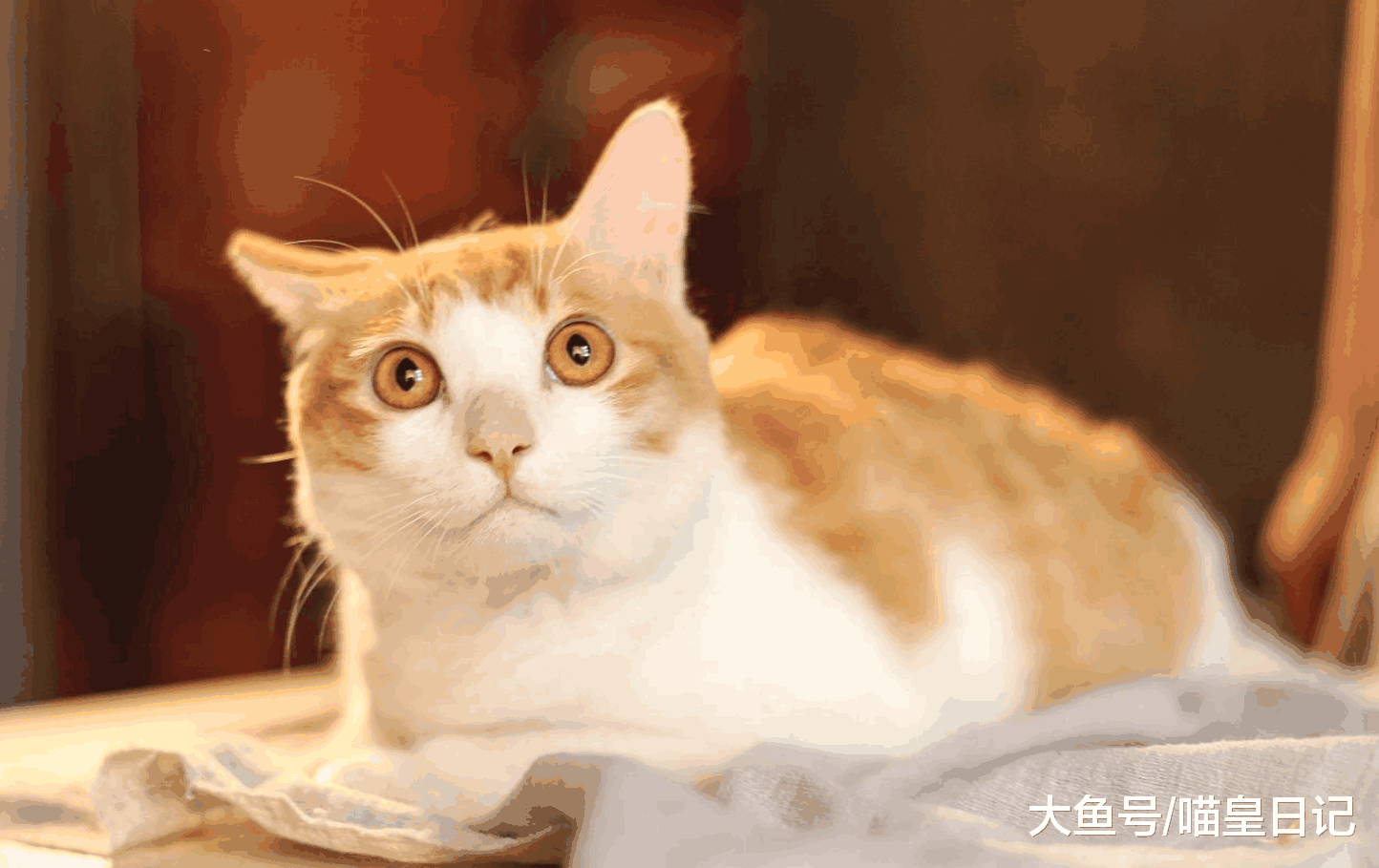 你以为喵星人是在为你争风吃醋, 其实它只是在争夺你的归属权