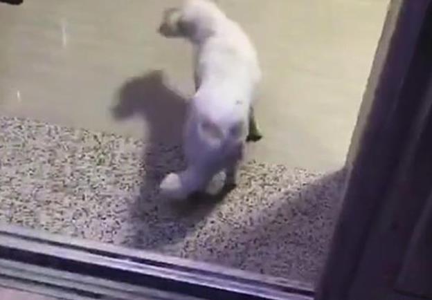 小狗坐电梯回家迷路了, 无助的在电梯里徘徊, 最后结局却很暖心