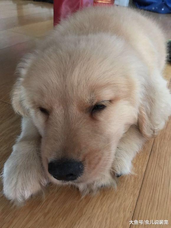 金毛长到了尴尬期, 网友嫌弃的说它几句, 金毛就闹脾气