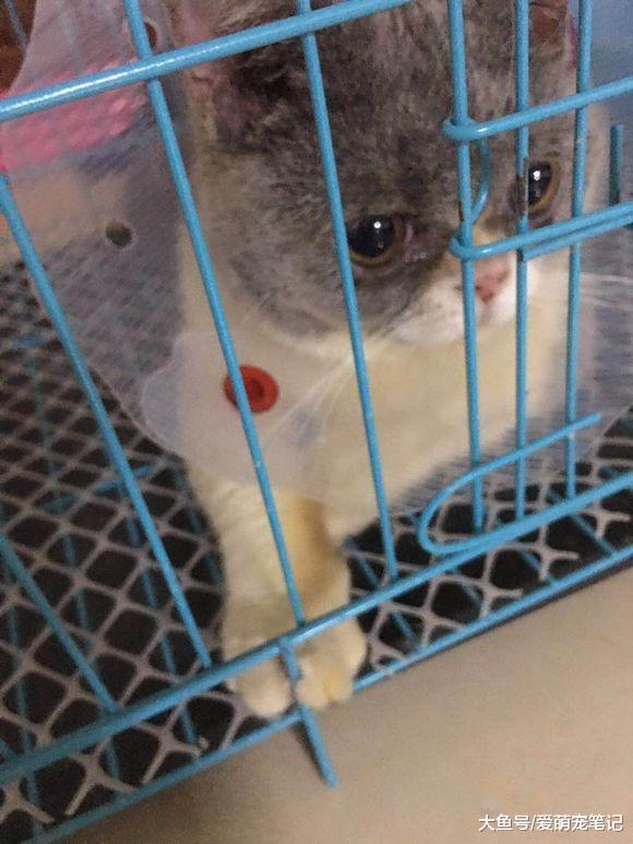 女孩去菜市场发现一只脏兮兮的英短猫, 看着可怜花七百元买回了家