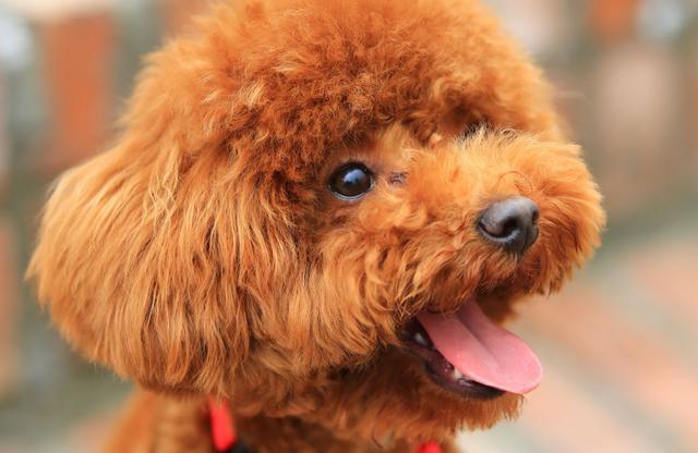 最适合家庭饲养的5只小型犬, 你的上榜了吗?