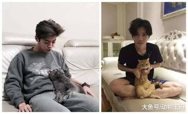 明星宠物大盘点, 有的可爱有的呆萌, 只有她的最霸气!