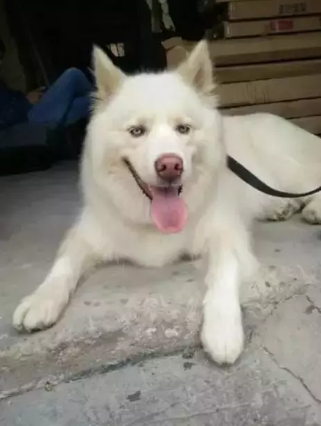 主人帮助狗狗减肥, 结果自己瘦了? 这是什么秘方?